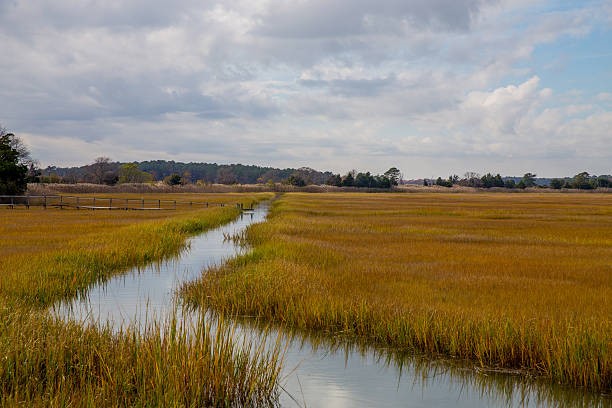 Delaware coastal marsh with grasses and water under a bright sky